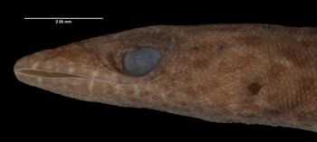 Media type: image;   Herpetology R-57838